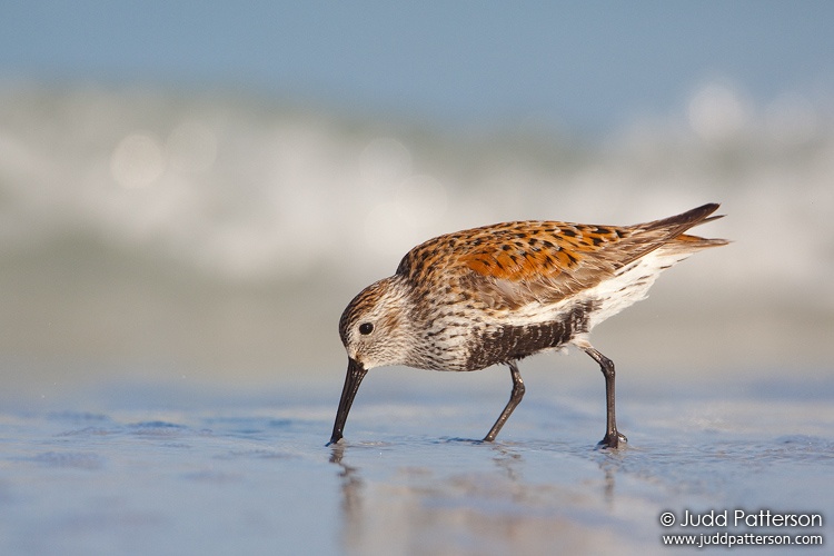 Dunlin, Fort De Soto Park, Florida, United States