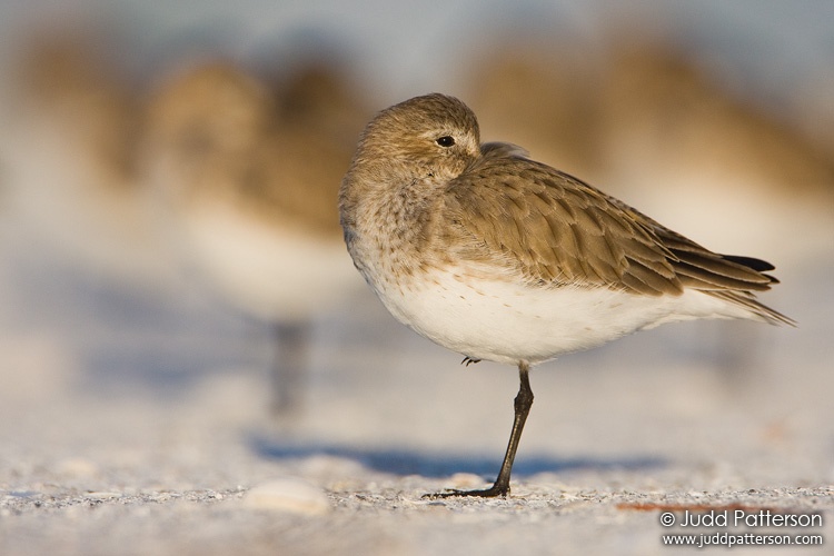 Dunlin, Tigertail Beach, Marco Island, Florida, United States