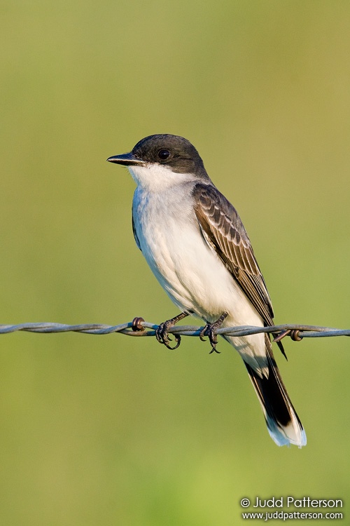 Eastern Kingbird, Riley County, Kansas, United States