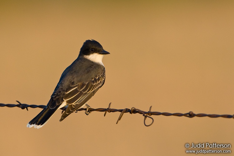 Eastern Kingbird, Pottawatomie County, Kansas, United States