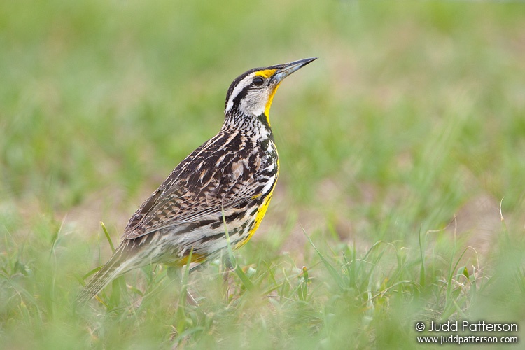 Eastern Meadowlark, Kissimmee Prairie Preserve State Park, Florida, United States