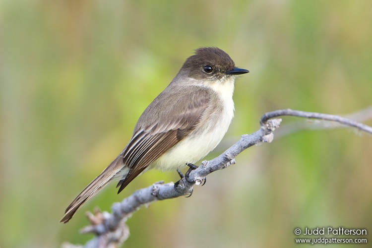 Eastern Phoebe, Everglades National Park, Miami-Dade County, Florida, United States