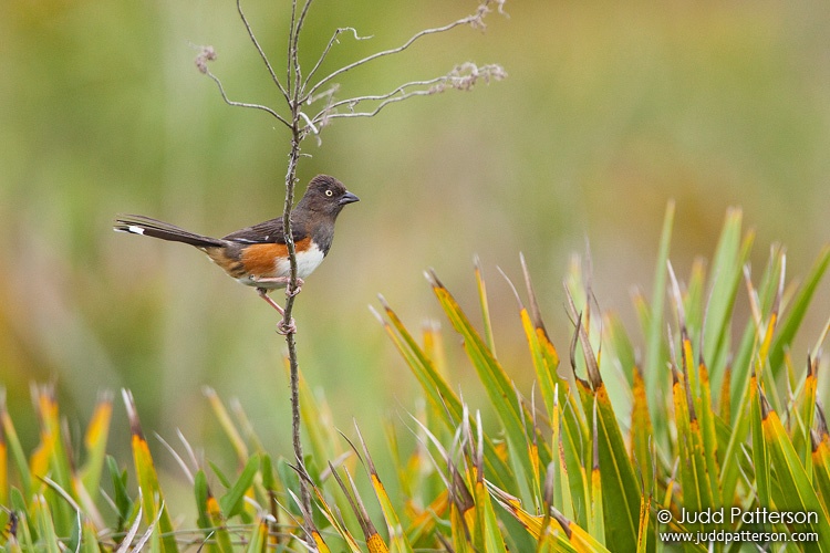 Eastern Towhee, Kissimmee Prairie Preserve State Park, Florida, United States