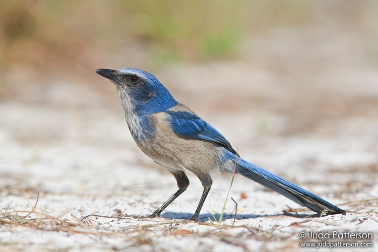 Florida Scrub-Jay, Oscar Scherer State Park, Florida, United States