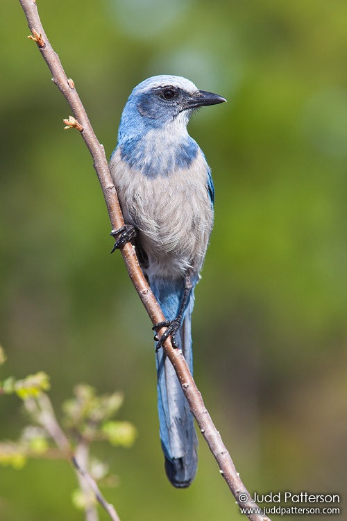 Florida Scrub-Jay, Brevard county, Florida, United States