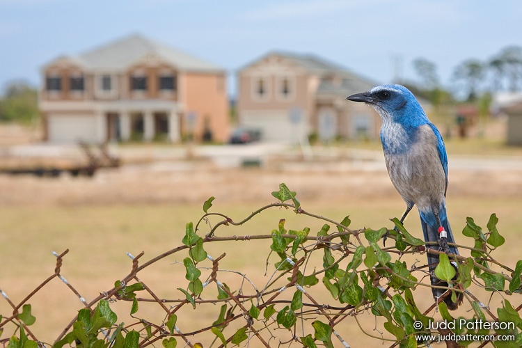 Florida Scrub-Jay, Brevard county, Florida, United States