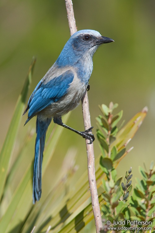 Florida Scrub-Jay, Brevard County, Florida, United States