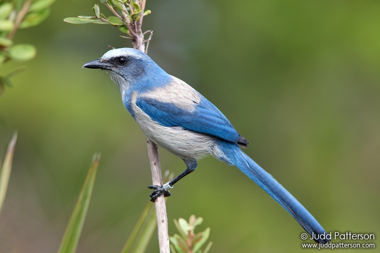 Florida Scrub-Jay, Brevard county, Florida, United States