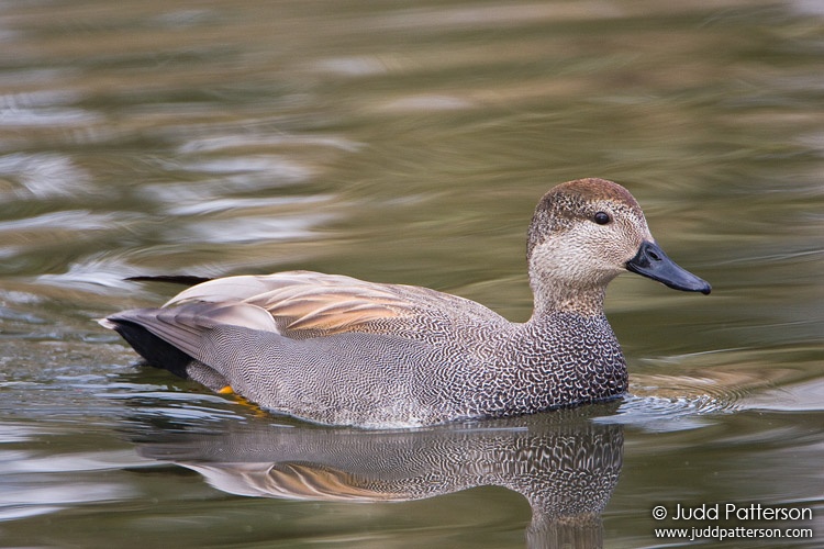 Gadwall, Ridgefield National Wildlife Refuge, Washington, United States