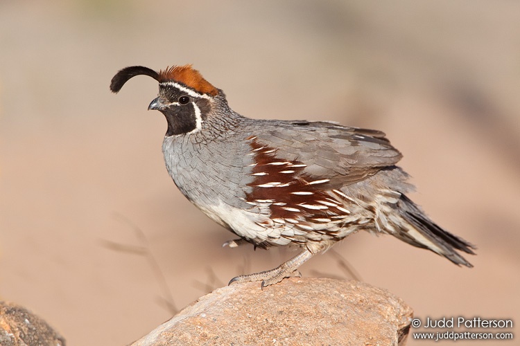 Gambel's Quail, Pima County, Arizona, United States