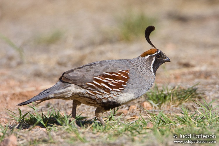 Gambel's Quail, Pima County, Arizona, United States