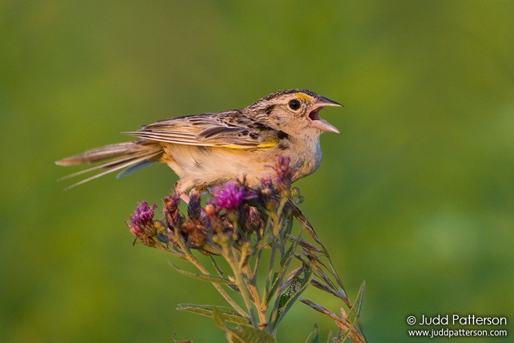 Grasshopper Sparrow, Konza Prairie, Kansas, United States