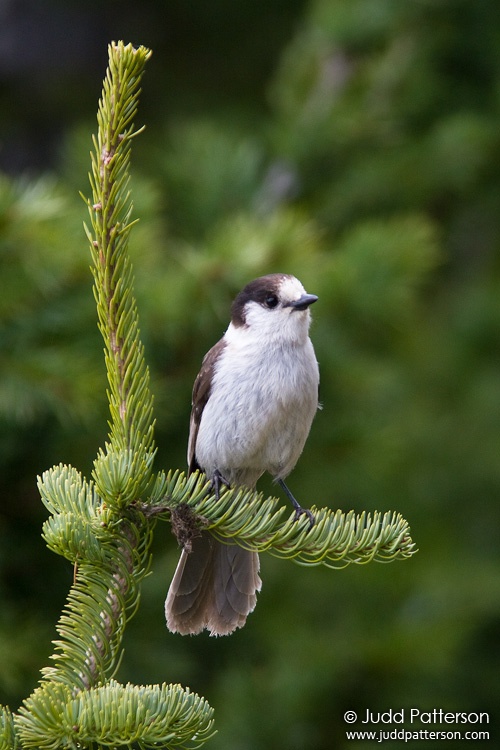 Gray Jay, Olympic National Park, Washington, United States