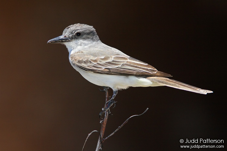 Gray Kingbird, Dry Tortugas National Park, Florida, United States