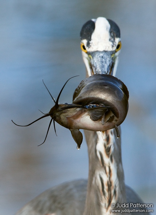 Great Blue Heron, Everglades National Park, Miami-Dade County, Florida, United States