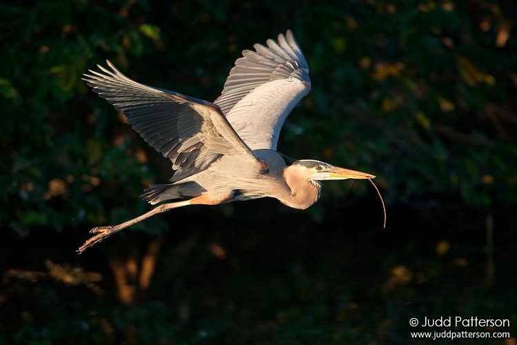 Great Blue Heron, Wakodahatchee Wetlands, Florida, United States