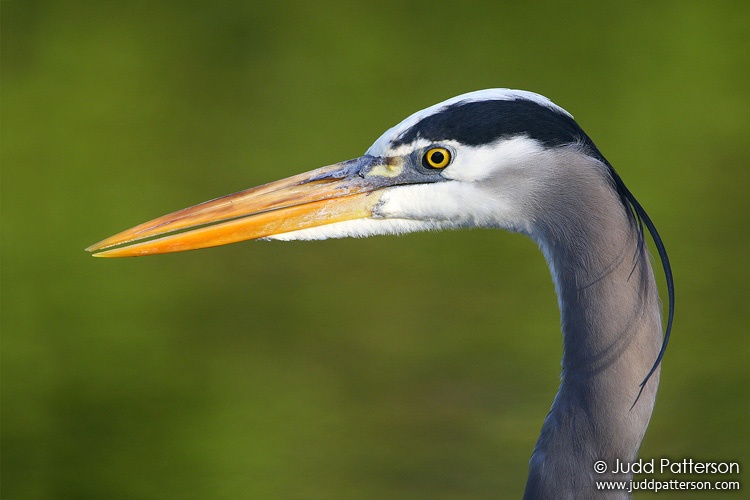 Great Blue Heron, Everglades National Park, Florida, United States