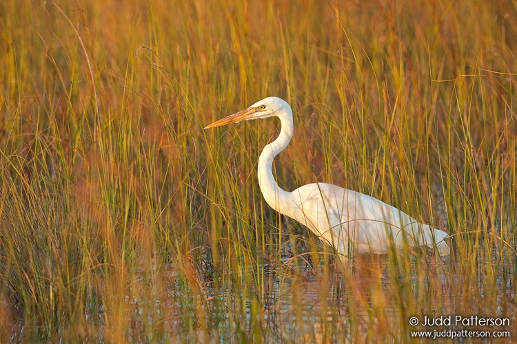 Great Blue Heron, Everglades National Park, Florida, United States