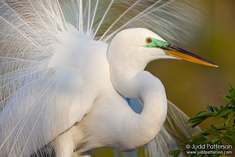 Great Egret, Gatorland, Orlando, Florida, United States