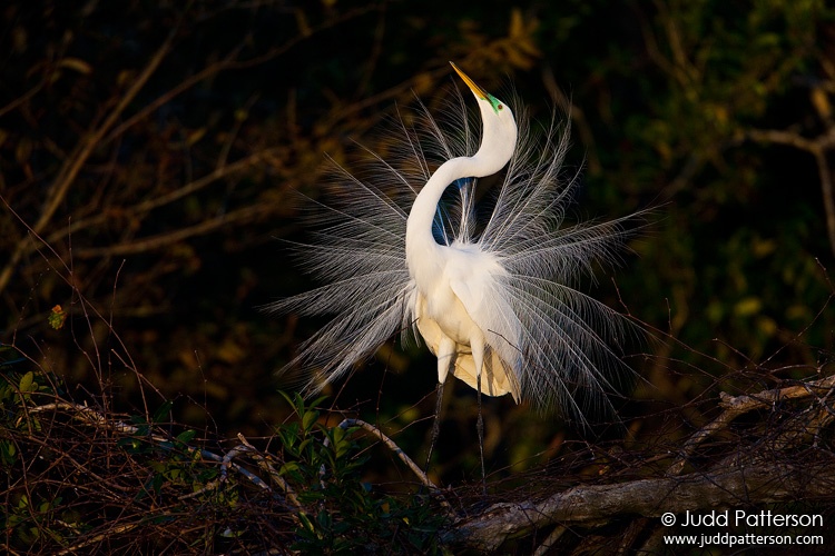 Great Egret, Gatorland, Orlando, Florida, United States