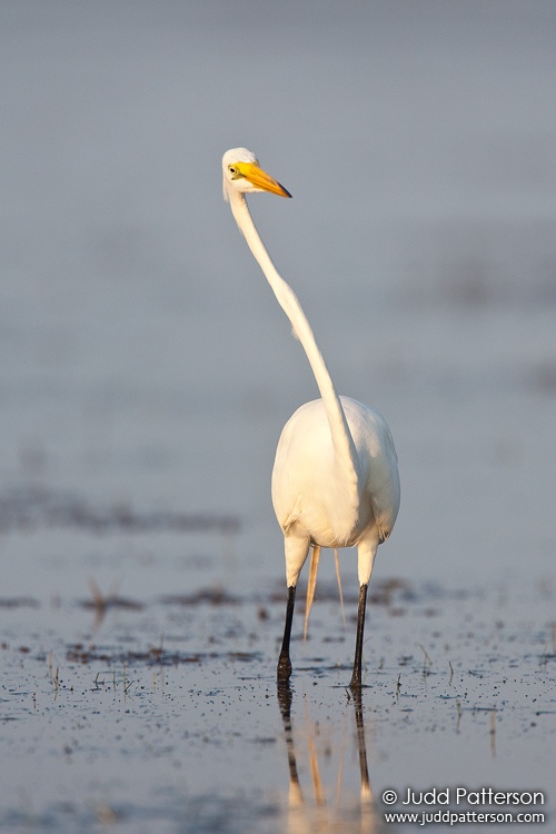 Great Egret, Fort De Soto Park, Florida, United States