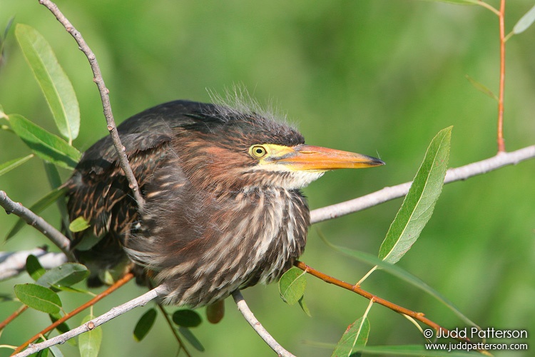 Green Heron, Everglades National Park, Florida, United States