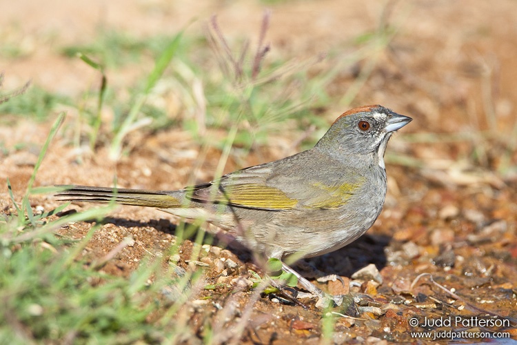 Green-tailed Towhee, Pima County, Arizona, United States