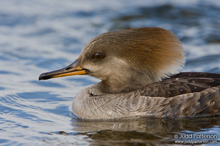 Hooded Merganser, Viera Wetlands, Florida, United States