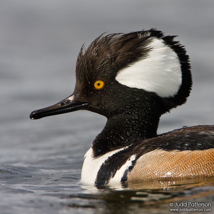 Hooded Merganser, Viera Wetlands, Florida, United States