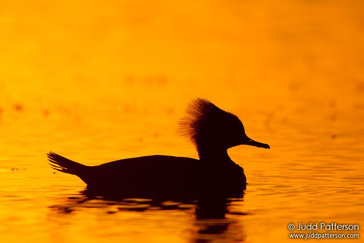 Hooded Merganser, Viera Wetlands, Florida, United States