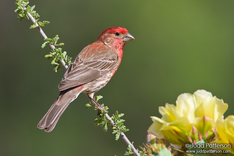 House Finch, Pima County, Arizona, United States