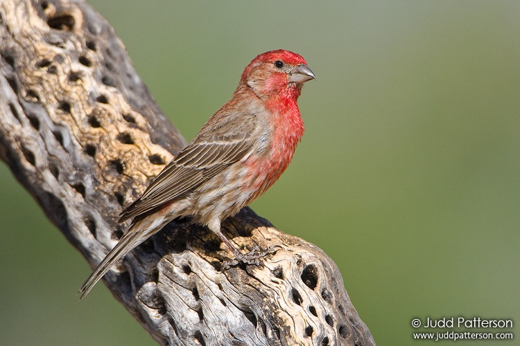House Finch, Green Valley, Arizona, United States