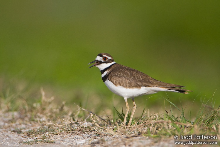 Killdeer, Viera Wetlands, Florida, United States