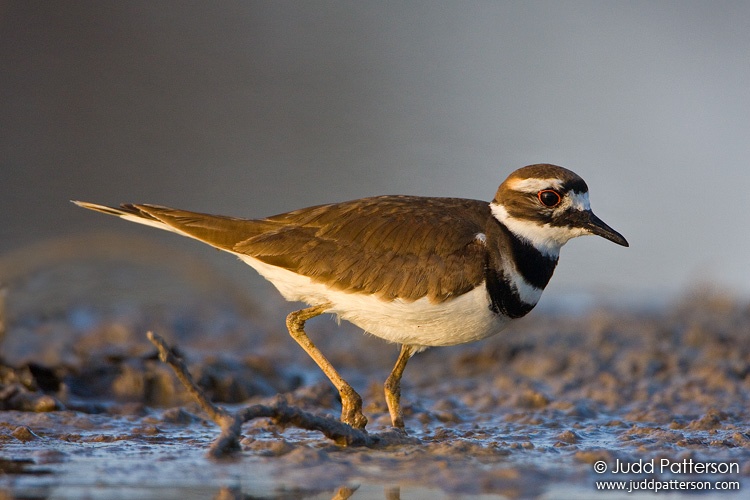 Killdeer, Everglades National Park, Monroe County, Florida, United States