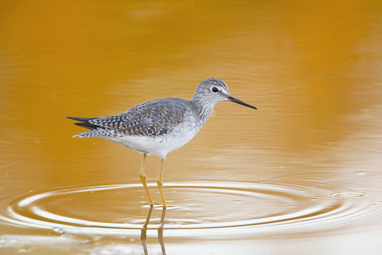 Lesser Yellowlegs, Everglades National Park, Florida, United States