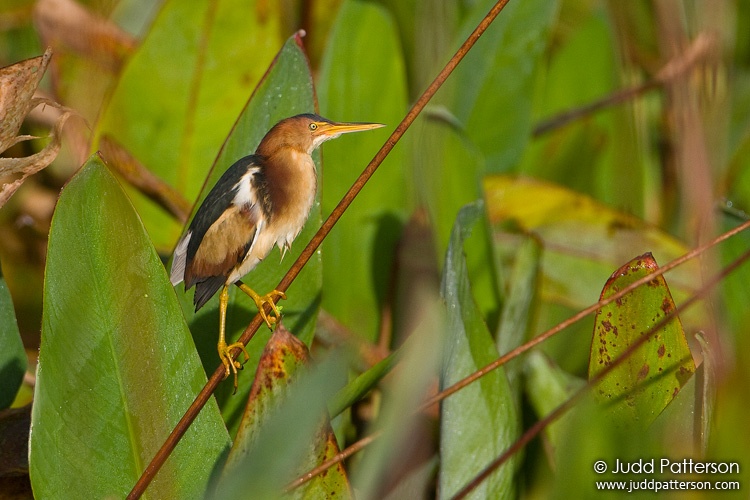 Least Bittern, Wakodahatchee Wetlands, Florida, United States