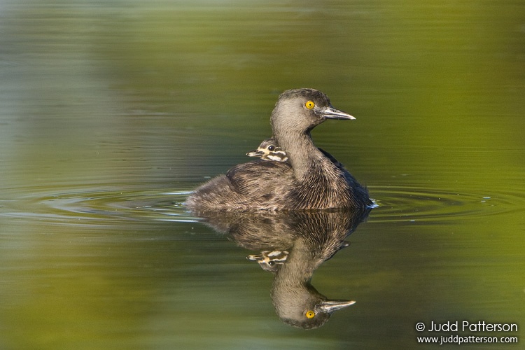 Least Grebe, Yamato Scrub, Boca Raton, Florida, United States