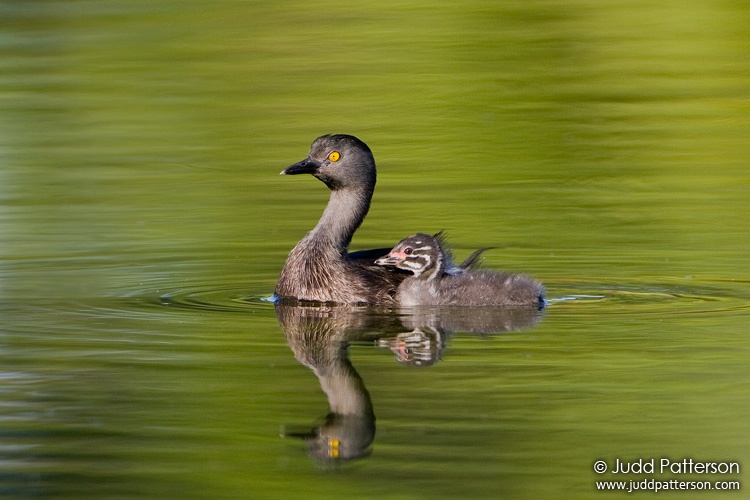 Least Grebe, Yamato Scrub, Florida, United States