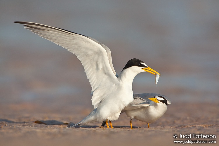 Least Tern, Fort De Soto Park, Florida, United States