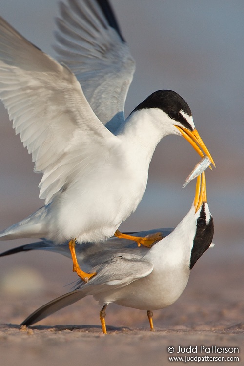 Least Tern, Fort De Soto Park, Florida, United States