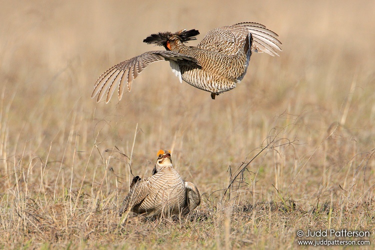 Lesser Prairie-Chicken, Kiowa County, Kansas, United States