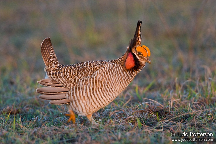 Lesser Prairie-Chicken, Kiowa County, Kansas, United States