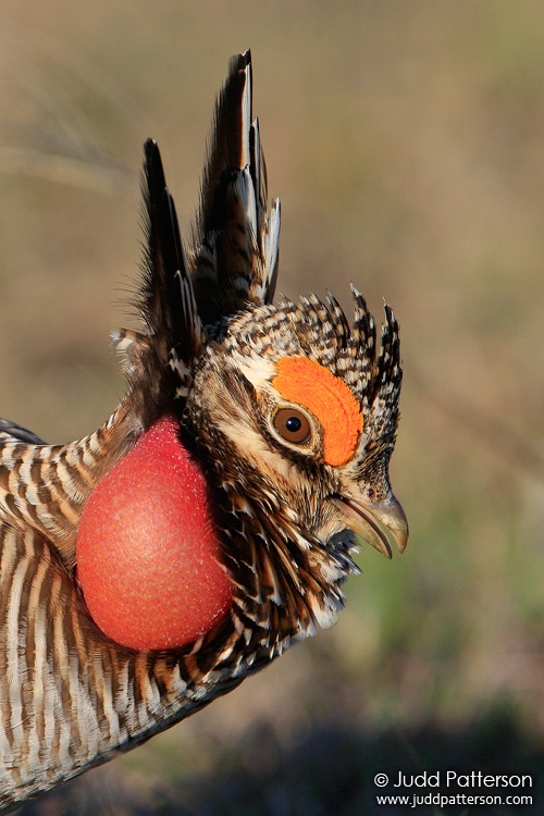 Lesser Prairie-Chicken, Kiowa County, Kansas, United States