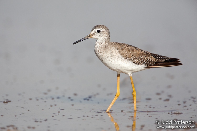 Lesser Yellowlegs, Everglades National Park, Florida, United States