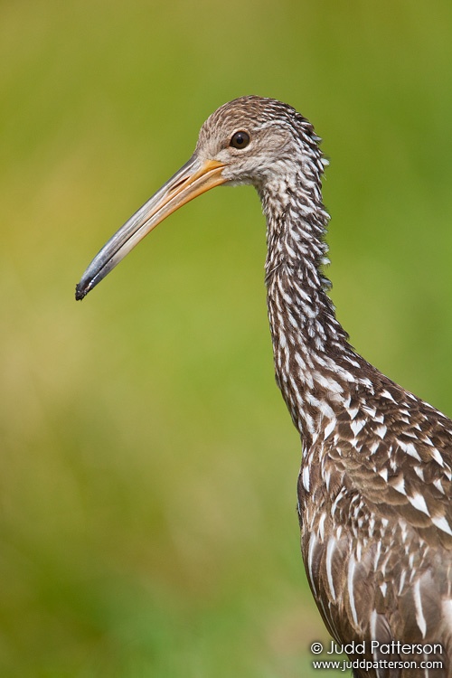 Limpkin, Loxahatchee National Wildlife Refuge, Florida, United States