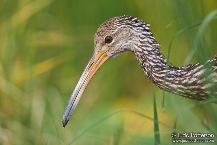 Limpkin, Loxahatchee National Wildlife Refuge, Florida, United States