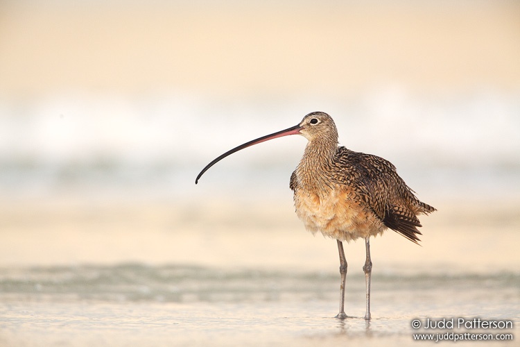 Long-billed Curlew, Little Estero Lagoon, Florida, United States