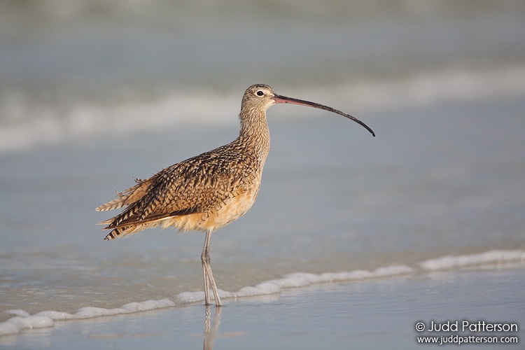 Long-billed Curlew, Little Estero Lagoon, Florida, United States