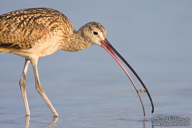 Long-billed Curlew, Fort De Soto Park, Florida, United States