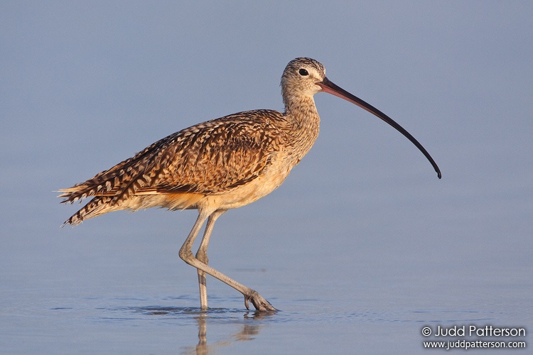 Long-billed Curlew, Fort De Soto Park, Florida, United States